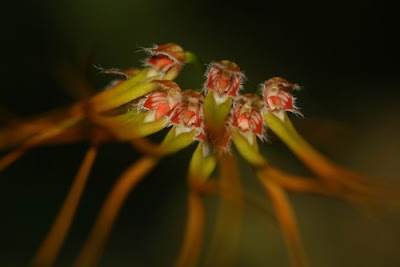 Bulbophyllum setaceum care and culture