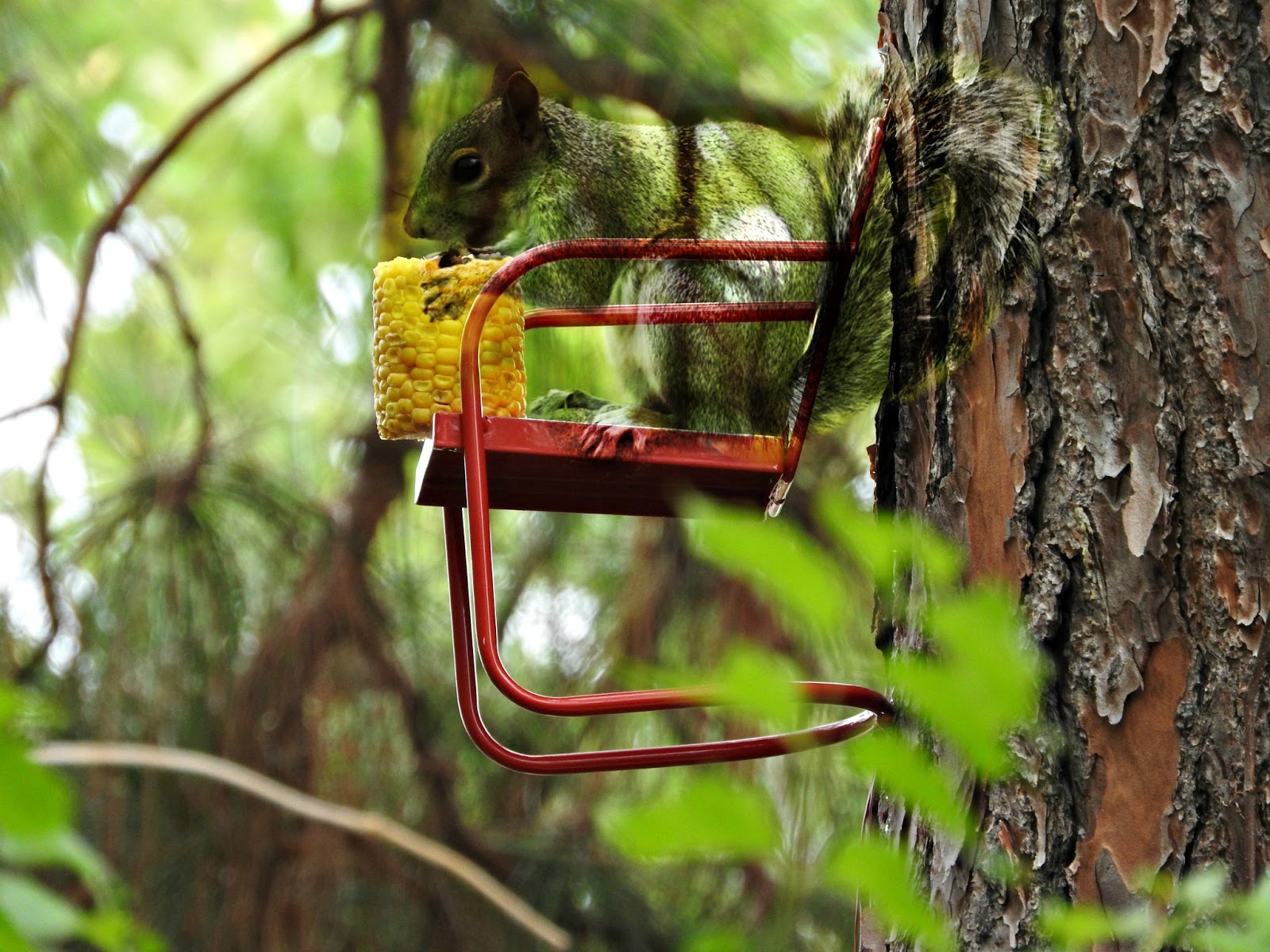 Mad Snapper: Lawn Chairs for Squirrels???