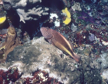 Black-sided Hawkfish 1