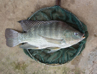 Ikan Nila (Oreochromis niloticus)