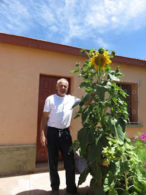 Dieses Jahr werden die Sonnenblumen auf 3500 m besonders hoch