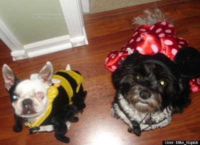 Crazy Halloween Costumes for Dogs