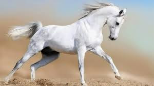 Pictures of Animals Pictures of horse. HD Wallpapers Animal Wallpapers African horse Wild Lions. 