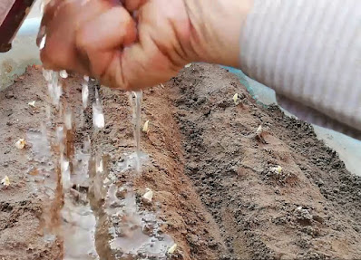 Garlic Water Moist Soil