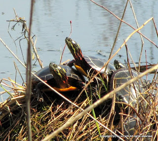 Eastern Painted Turtles