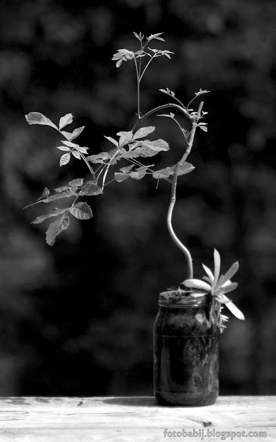 http://fotobabij.blogspot.com/2015/08/bonsai-czb-a.html