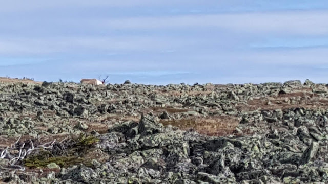 Un caribou sur le sentier en direction du mont Jacques-Cartier