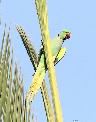 Rose-ringed Parakeet