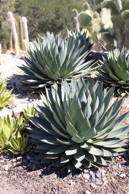 Normally looking Agave "Blue Glow"