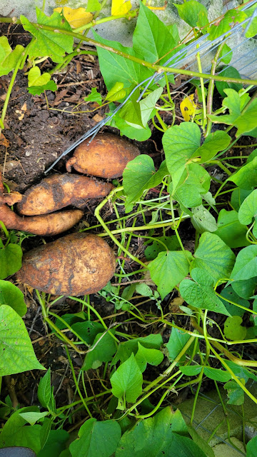 Growing sweet potatoes