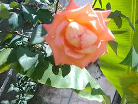 Gracias por esta bella Flor. Milagros Fernandez Gerencia de Inversiones