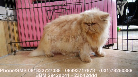 Hamster Dan Kucing Persia Murah Surabaya: KUCING JANTAN 