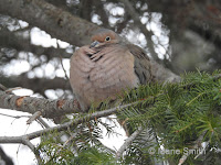 Mourning Dove fluffing its feathers to keep warm – Summerside, PEI – Feb. 18, 2018 – Marie Smith