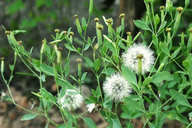 Porophyllum ruderale com capítulos florais e cipselas