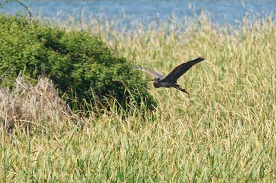 Reade Reager - Purperreiger - Ardea purpurea