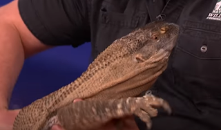 Black Throated Monitor Lizard