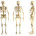 O esqueleto tem articulações de movimentos livre, semimóveis e imoveis. Explique-as ressaltamente suas funções e citando exemplo de cada uma