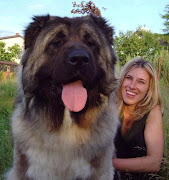 The Caucasian Shepherd, which is also known as the Caucasian Ovtcharka, .