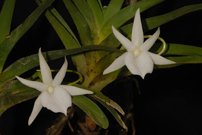 Angraecum curnowianum orchid plant care and culture