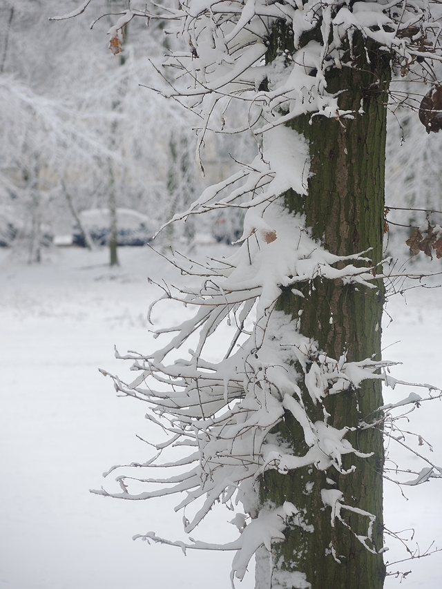 Antwerpen:  een witte zondag met een gouden randje op de Bremweide