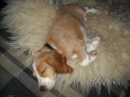 Used dry tea sprinkled around a pet's bed will help get rid of fleas.