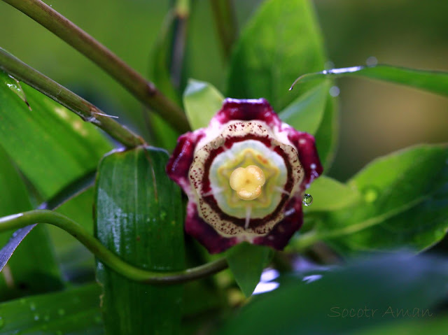 Codonopsis lanceolata