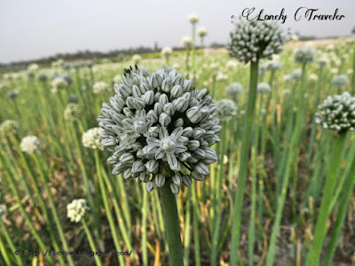 Onion - Allium cepa