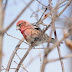 MA - White-winged Crossbills