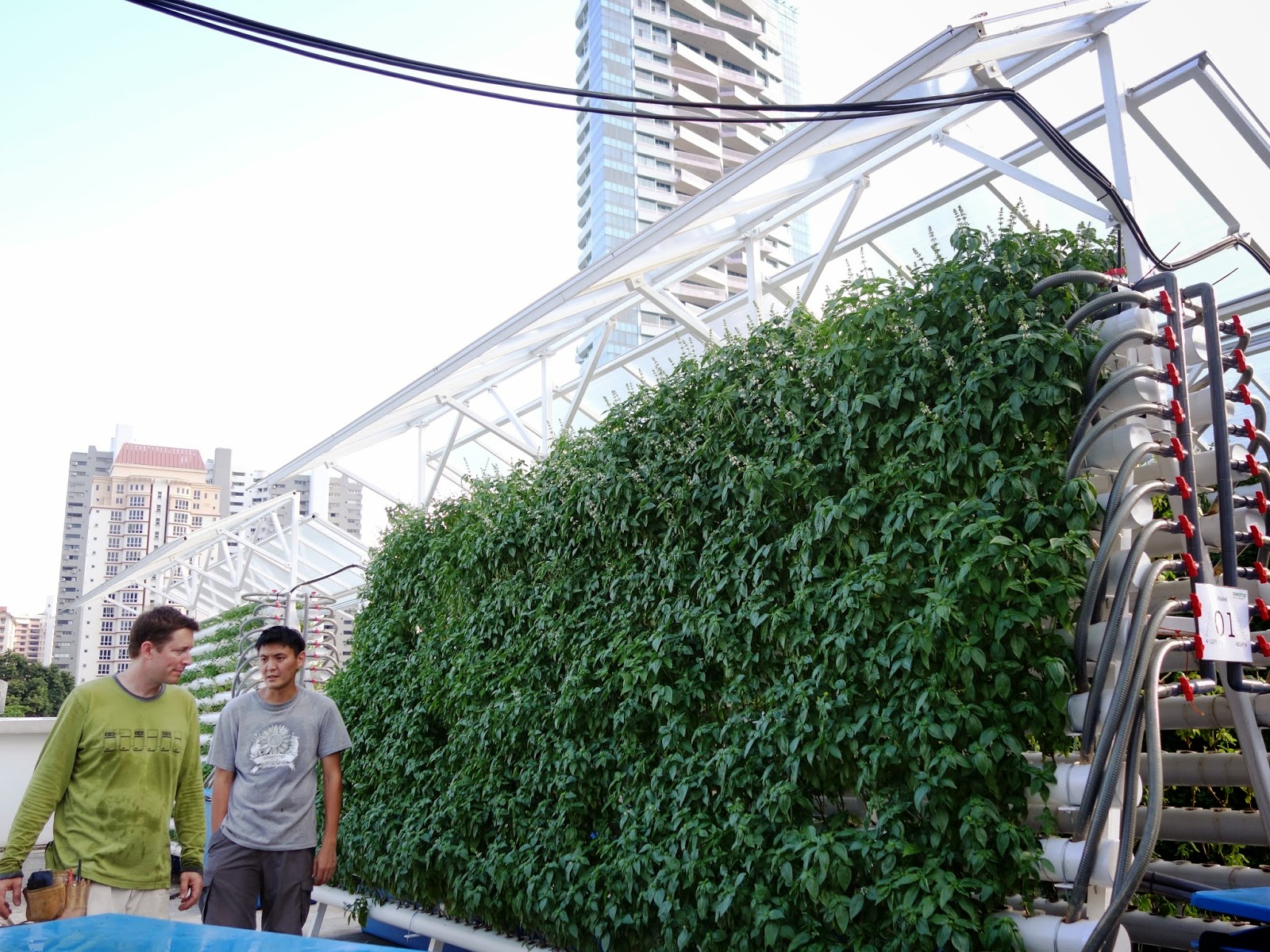  Singapore's First Rooftop Aquaponic Farm In The Heart Of Orchard Road