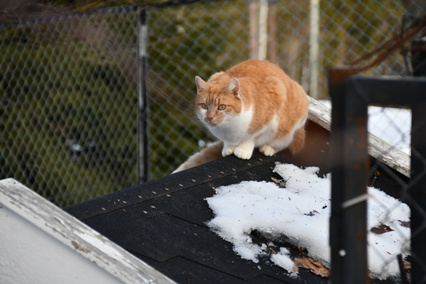 pus katt kattepus pusekatt