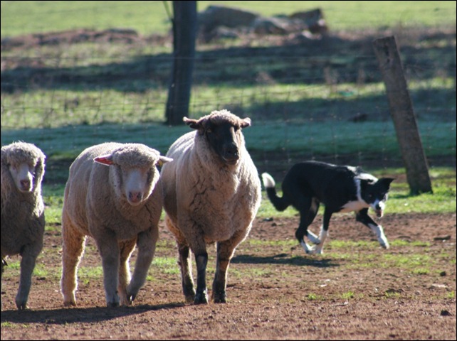 sheep lilli