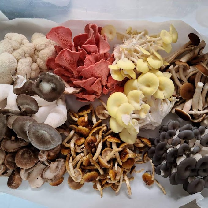 Gourmet mushroom supplier | Mushroom supply | Biobritte mushroom center