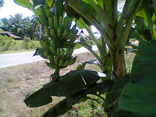 Cara Budidaya Buah Pisang Agar Memperoleh Hasil Maksimal