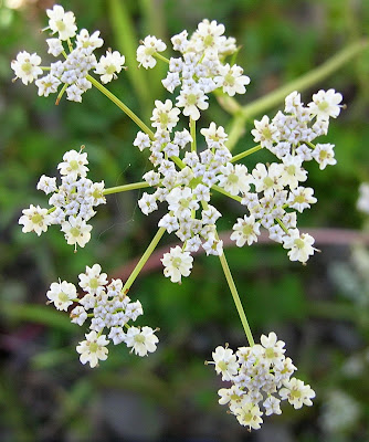 Caraway / Carum carvi