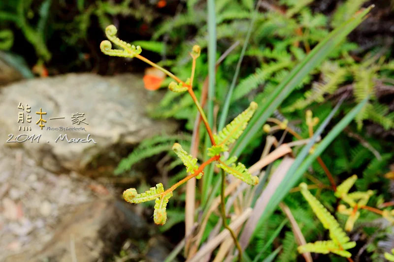 五寮尖媲美皇帝殿｜新北三大尖山｜玉觀音｜龍山巖登山口｜五寮尖登頂