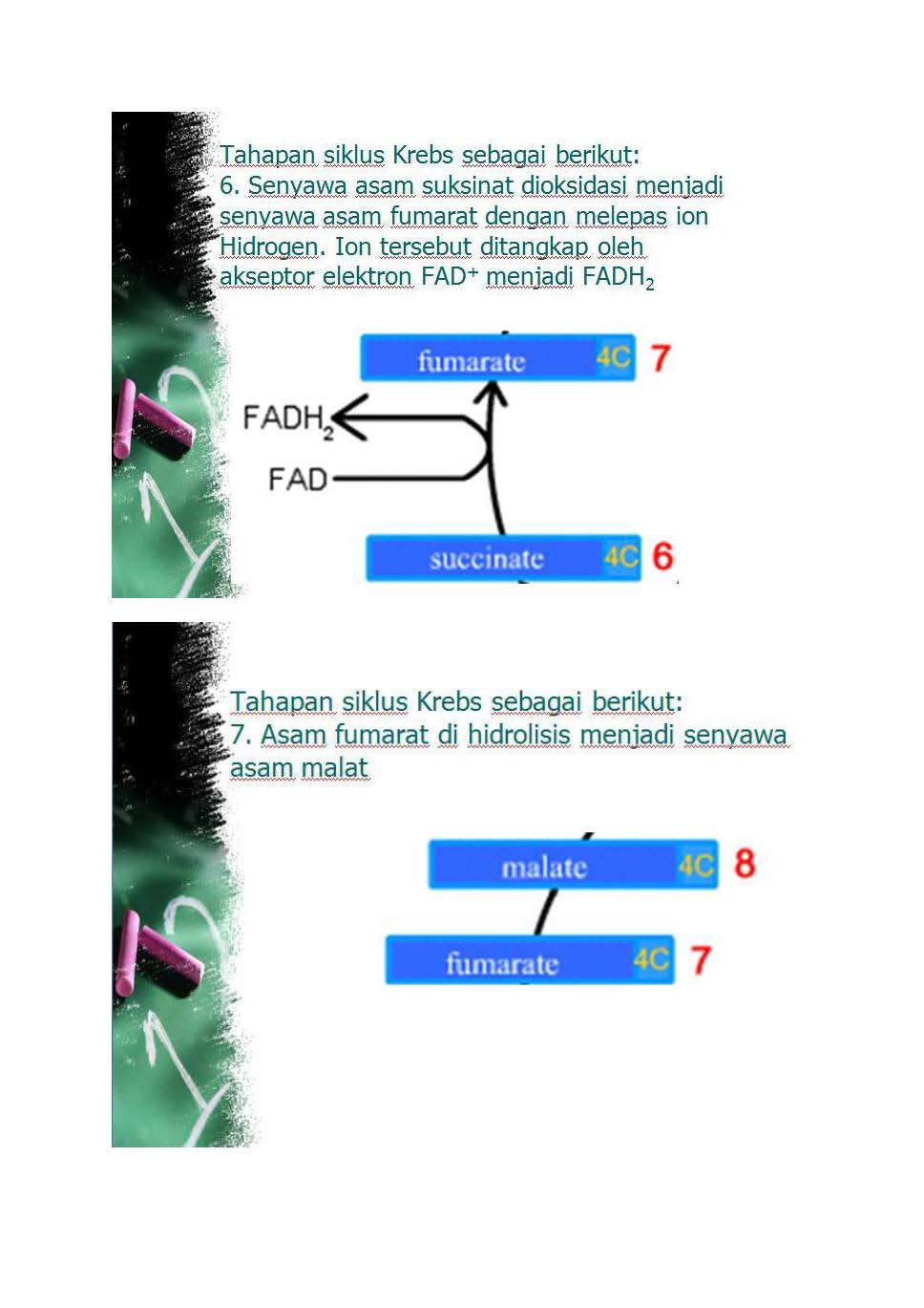 BIOLOGI GONZAGA: LATIHAN SOAL SEDERHANA METABOLISME