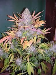  Best Of Weed Plant Products Online