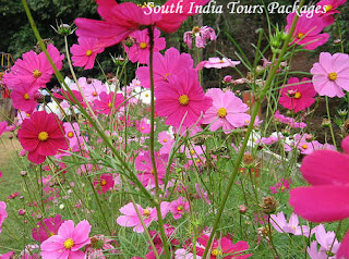 South India Tours Packages