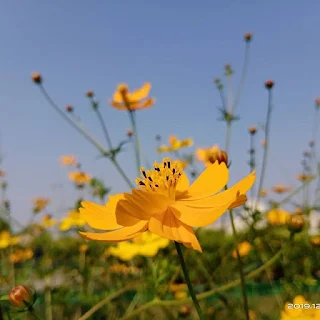 ফুলের পিকচার ডাউনলোড করুন