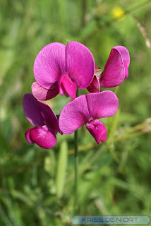 Gesse - Lathyrus sp