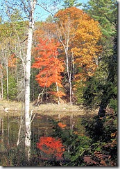 Pond reflection in Bowdoinham