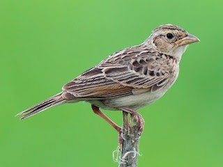 Alondra de Java (Mirafra javanica)