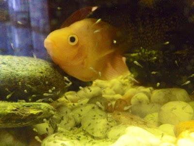 yellow parrot fish baby new born