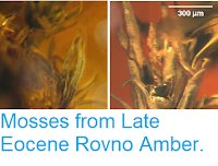 https://sciencythoughts.blogspot.com/2014/07/mosses-from-late-eocene-rovno-amber.html