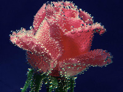 Rose wallpapers,(Rose photos,Rose pics,Rose pictures,Rose images,Rose day wallpapers,Flawers HD wallpaper)