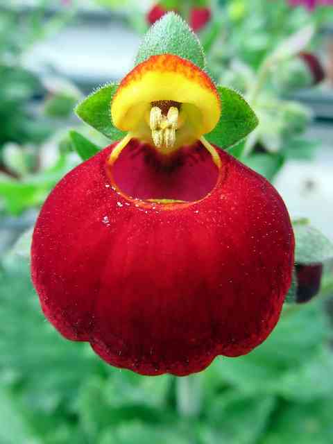 Pantoffelblume Calceolaria Pflegeanleitung und Merkmale