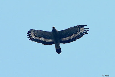 "Crested Serpent-Eagle - Spilornis cheela, Resident soaring above."