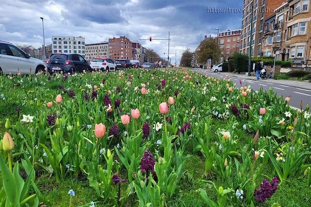 Where to see Tulips in Brussels