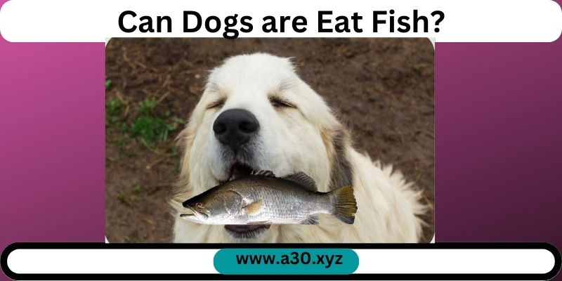 Can Dogs are Eat Fish?