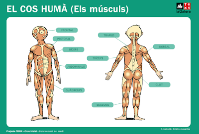 http://www.text-lagalera.cat/interact/lamines/Primaria/TPI_musculs.html